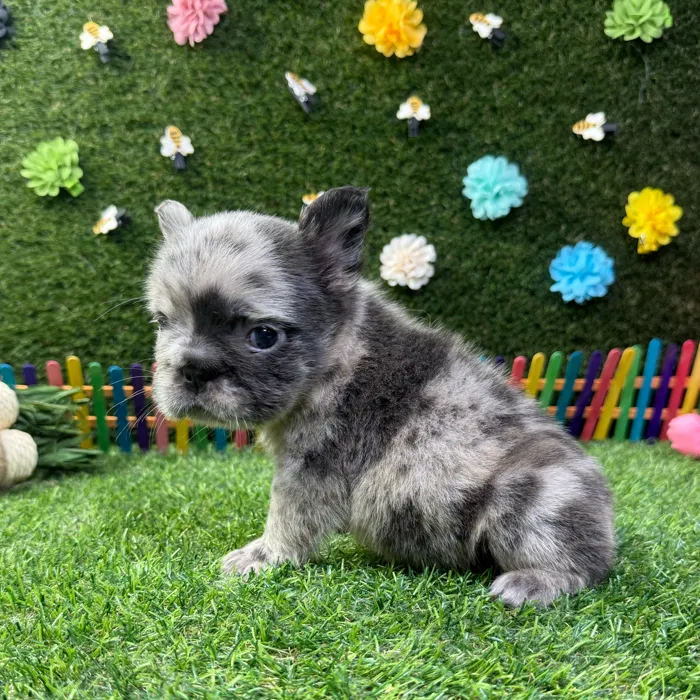Male Fluffy French Bulldog puppy named Bear for sale at Puppy Dreams - Carrollton.