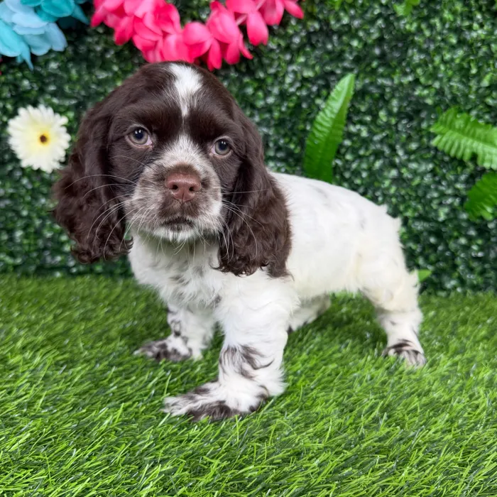 Female Cocker Spaniel puppy named Fifa for sale at Puppy Dreams - Denton.