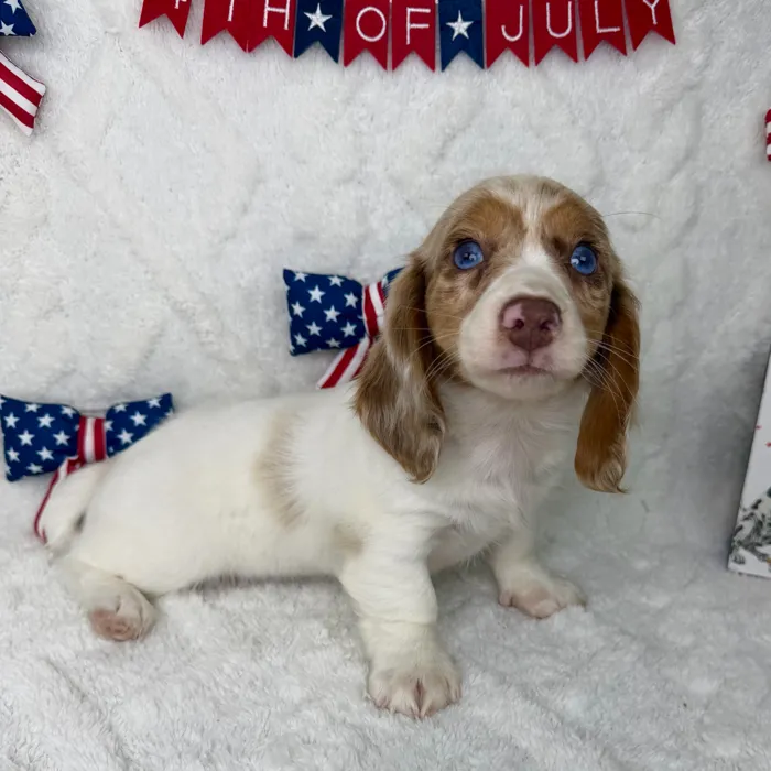 Female Dachshund puppy named Pearl for sale at Puppy Dreams - Garland.