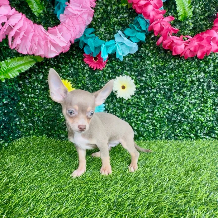 Male Chihuahua puppy named Filet-O-Fish for sale at Puppy Dreams - Denton.