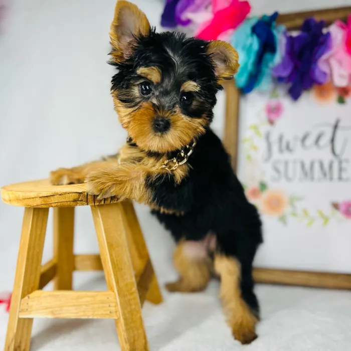 Male Yorkie puppy named *Poseidon* for sale at Puppy Dreams - Mansfield.