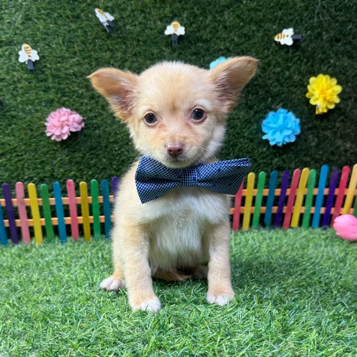 Male Chihuahua puppy named Louie for sale at Puppy Dreams - Carrollton.