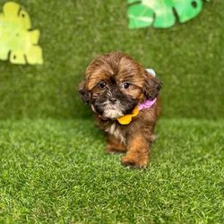 car_main_img_/media/ap_media/pets/HKLVESGRHBIV134221.webp.250x250_q85.webp