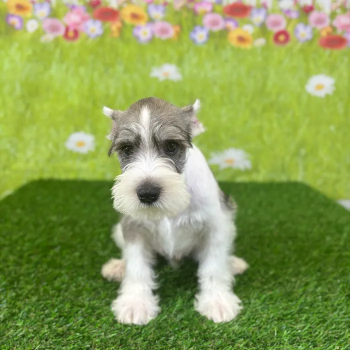 image_cropper_CC6D9421-F8E3-4EBD-A128-12D9B6BE2BB6-314-000014C2E6BA9A2A.jpg