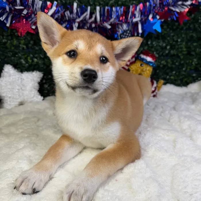 Female Shiba Inu puppy named Sasha for sale at Puppy Dreams - Garland.