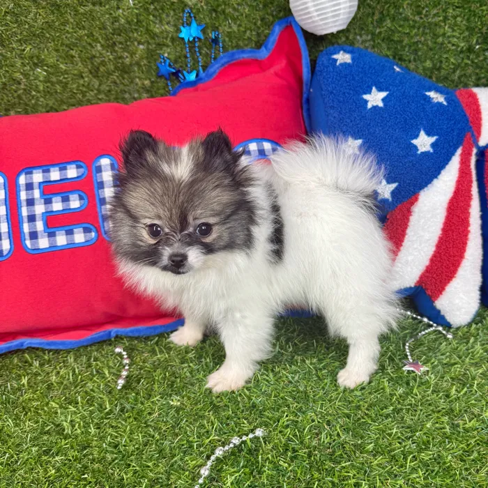 Female Pomeranian puppy named Winnie for sale at Puppy Dreams - Arlington.