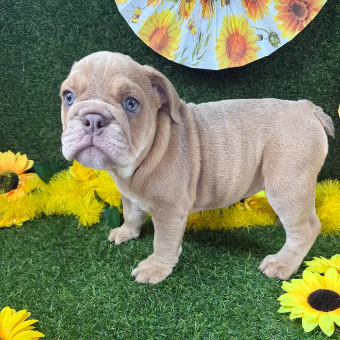 Female English Bulldog puppy named Pumpkin for sale at Puppy Dreams - Arlington.