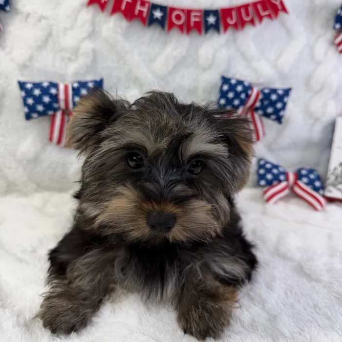 Male Yorkie puppy named Waffles for sale at Puppy Dreams - Garland.