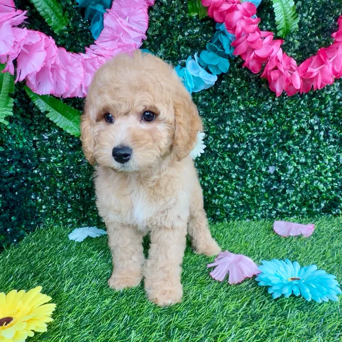 Male Mini Goldendoodle puppy named Denzel for sale at Puppy Dreams - Denton.