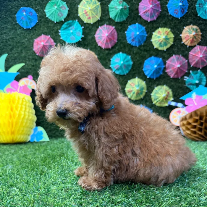 Male Mini Poodle puppy named Theo for sale at Puppy Dreams - Carrollton.