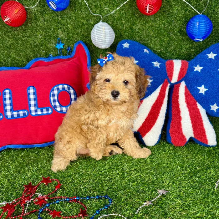 Female Cockapoo puppy named Daisy for sale at Puppy Dreams - Arlington.