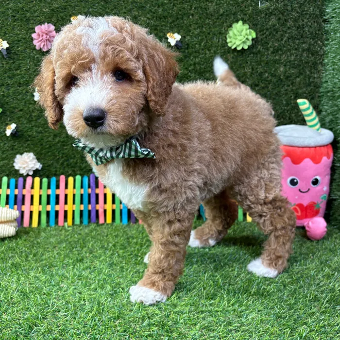 Male Mini Goldendoodle puppy named Charlie for sale at Puppy Dreams - Carrollton.
