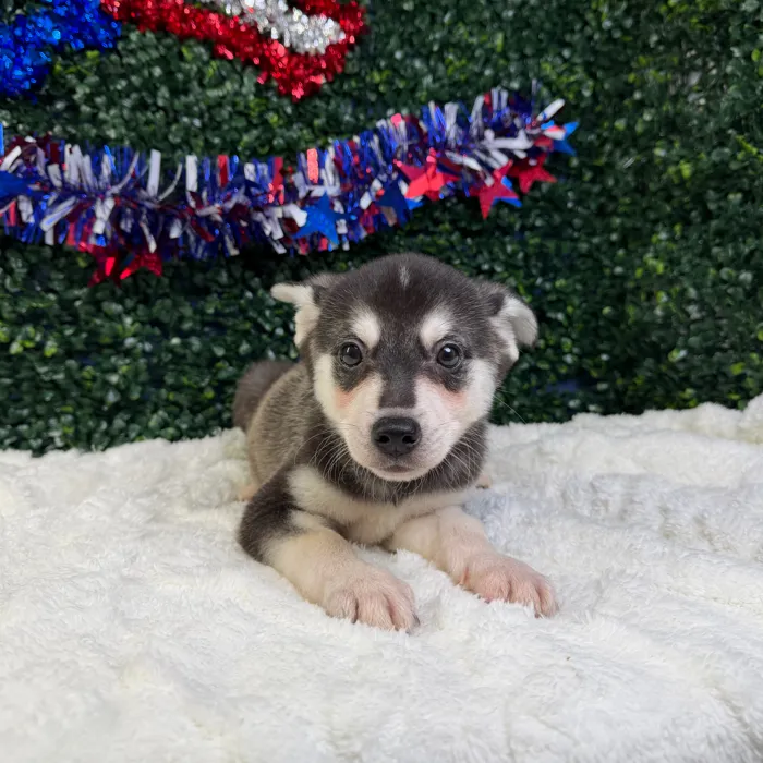 Male Alaskan Klee Kai puppy named Thor for sale at Puppy Dreams - Garland.