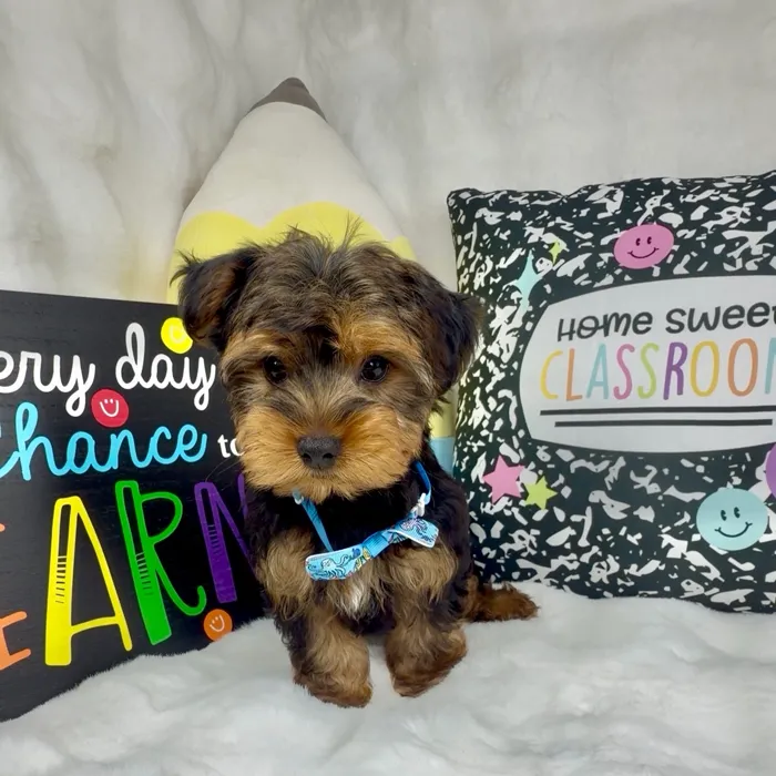 Male Yorkie puppy named Bubs for sale at Puppy Dreams - Denton.