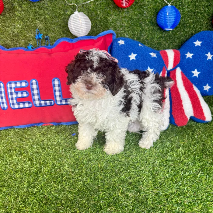 Female Mini Poodle puppy named Bali for sale at Puppy Dreams - Arlington.
