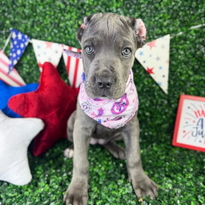 Female Cane Corso puppy named Zena for sale at Puppy Dreams - North Richland Hills.