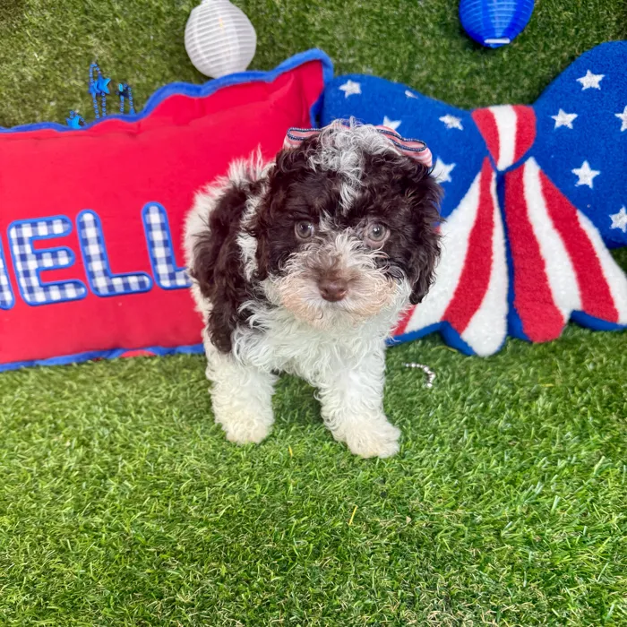 Female Mini Poodle puppy named Bali for sale at Puppy Dreams - Arlington.