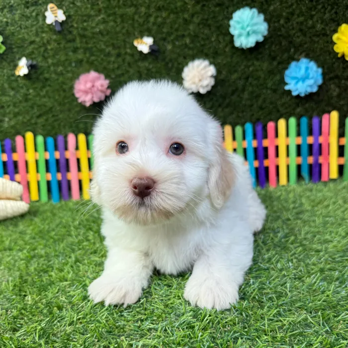 Male Havanese puppy named Teddy for sale at Puppy Dreams - Carrollton.