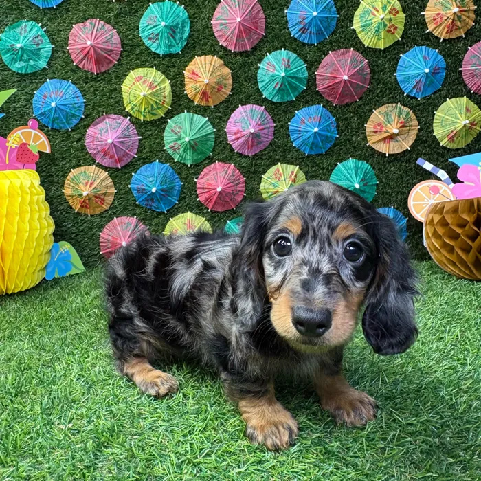Male Dachshund puppy named Peanut for sale at Puppy Dreams - Carrollton.