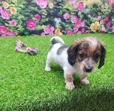 Male Dachshund puppy for sale at Puppy Dreams - Arlington.