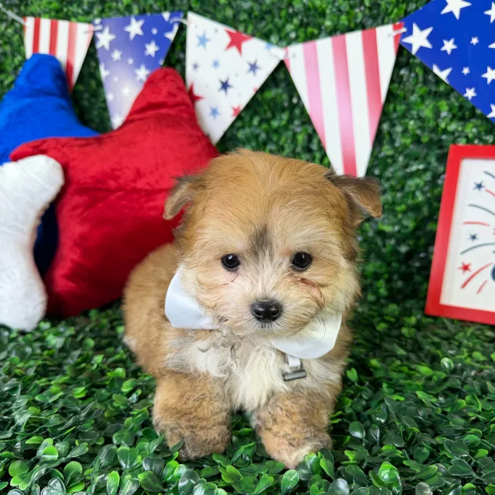 Male Yochon puppy named Bentley for sale at Puppy Dreams - North Richland Hills.