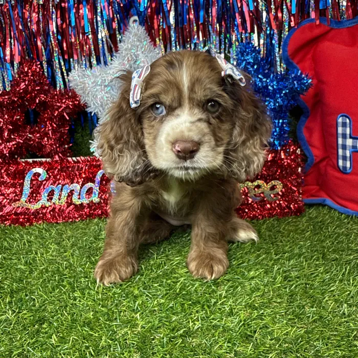 Female Cocker Spaniel puppy named Skye for sale at Puppy Dreams - Arlington.