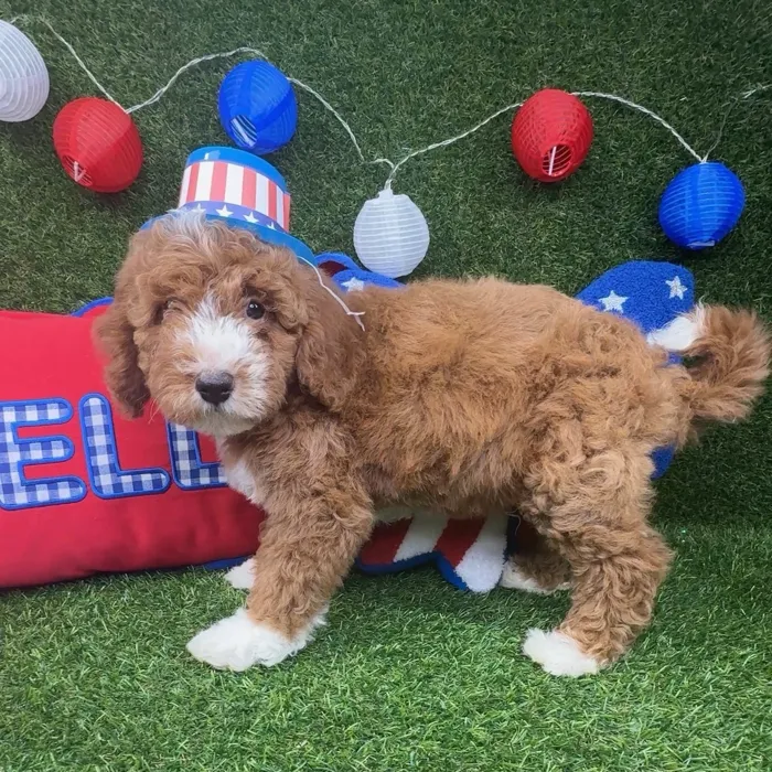 Male Mini Goldendoodle puppy named Ollie for sale at Puppy Dreams - Arlington.