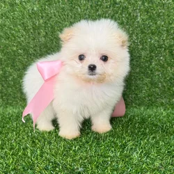 car_main_img_/media/ap_media/pets/IFTDNSAYZMUR121516.webp.250x250_q85.webp