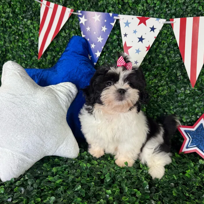 Female Shih Tzu puppy named Bella for sale at Puppy Dreams - North Richland Hills.