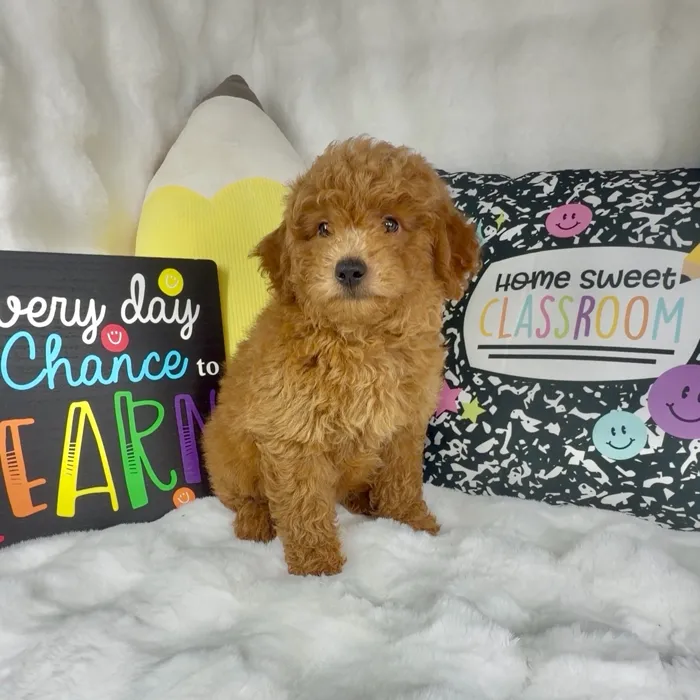 Male Mini Goldendoodle puppy named Curly Fry for sale at Puppy Dreams - Denton.