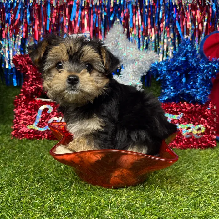 Female Morkie puppy named Callie for sale at Puppy Dreams - Arlington.