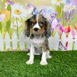 car_main_img_/media/ap_media/pets/IHBZWRTYKIBH135504.webp.250x250_q85.webp