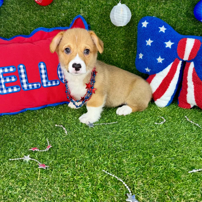 Male Pembroke Welsh Corgi puppy named Galaxy for sale at Puppy Dreams - Arlington.