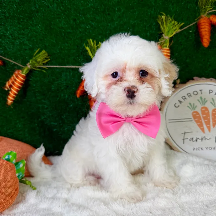Female Teddy Bear puppy named Buttons for sale at Puppy Dreams - Garland.