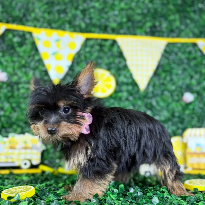 Female Yorkie-Pom puppy named Lexi for sale at Puppy Dreams - North Richland Hills.