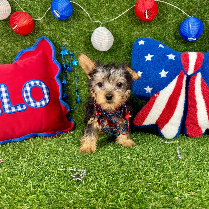 Male Silky Terrier puppy named Spoeck for sale at Puppy Dreams - Arlington.