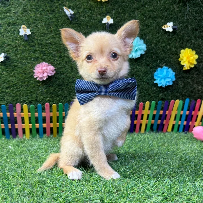 Male Chihuahua puppy named Louie for sale at Puppy Dreams - Carrollton.