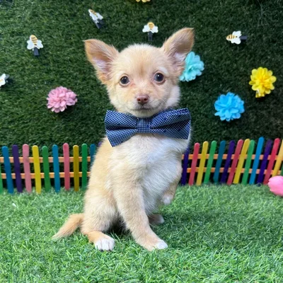 Male Chihuahua puppy named Louie for sale at Puppy Dreams - Carrollton.