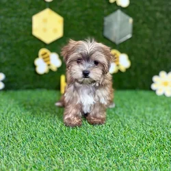 car_main_img_/media/ap_media/pets/ILEEUYDNDGMU134471.webp.250x250_q85.webp