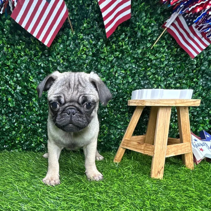 Male Pug puppy named *Porkchop* for sale at Puppy Dreams - Mansfield.