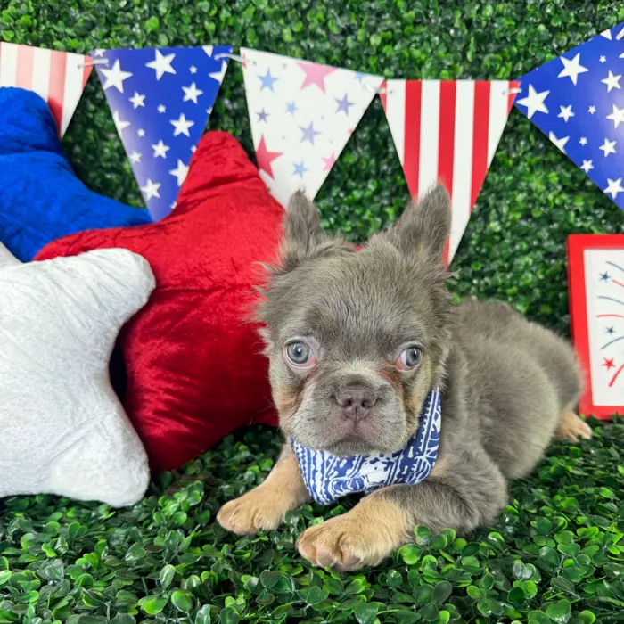 Male Fluffy French Bulldog puppy named Loki for sale at Puppy Dreams - North Richland Hills.
