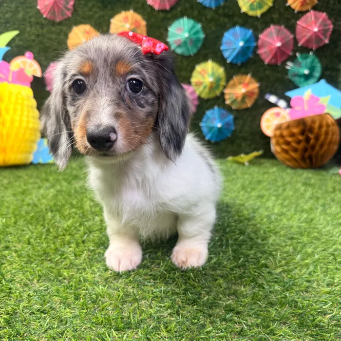 Female Dachshund puppy named Clover for sale at Puppy Dreams - Carrollton.
