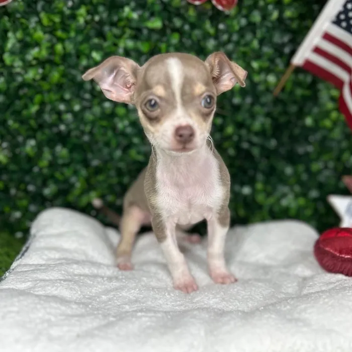 Female Chihuahua puppy named *Churro* for sale at Puppy Dreams - Mansfield.