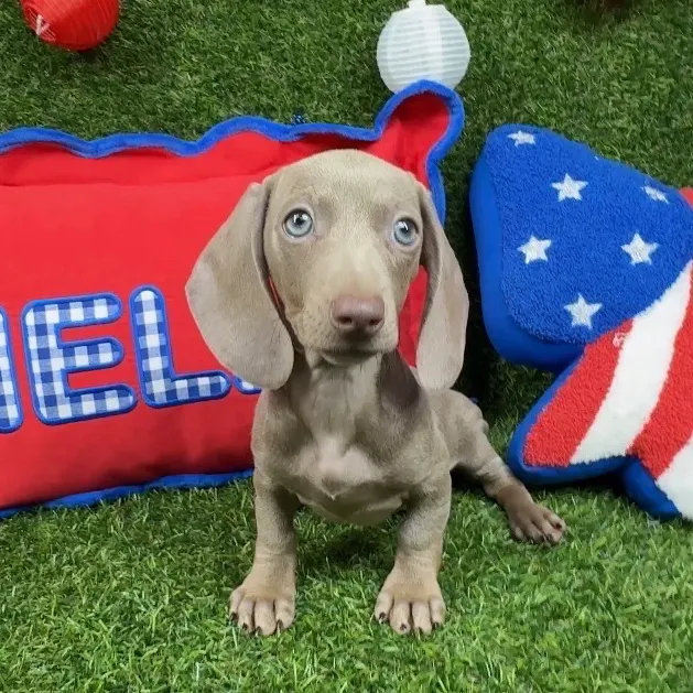 Female Dachshund puppy named Iggy for sale at Puppy Dreams - Arlington.