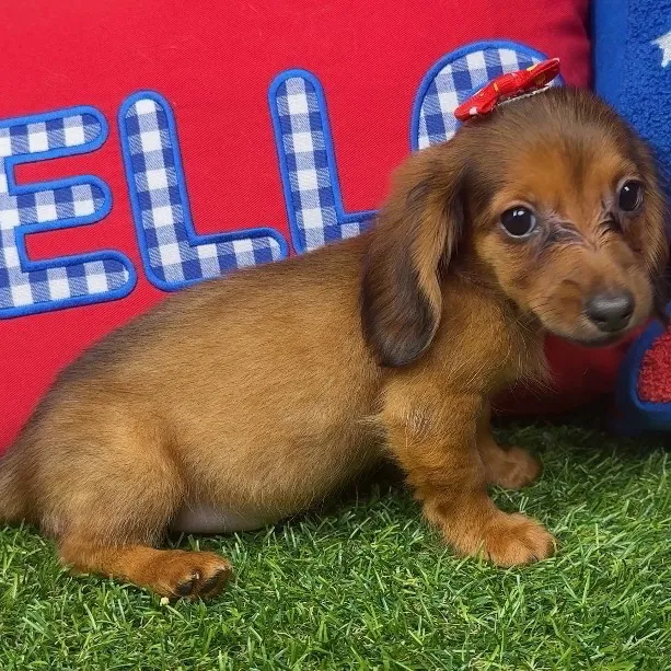 Female Dachshund puppy named Cannoli for sale at Puppy Dreams - Arlington.