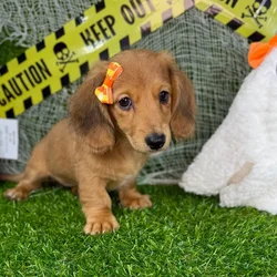 car_main_img_/media/ap_media/pets/IPKXPIDVJVKM149829.webp.250x250_q85.webp