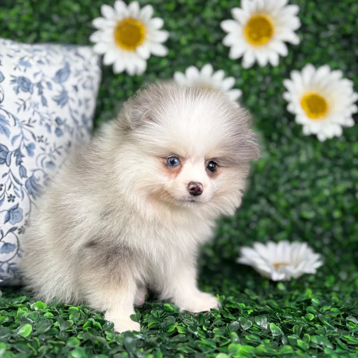 Male Pomeranian puppy named Bear for sale at Puppy Dreams - North Richland Hills.