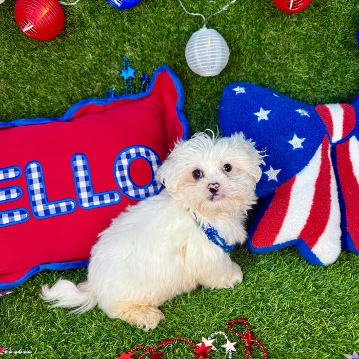Male Pekingese - Mini Poodle puppy named Mochi for sale at Puppy Dreams - Arlington.