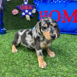 Male Dachshund puppy named Ron for sale at Puppy Dreams - Carrollton.