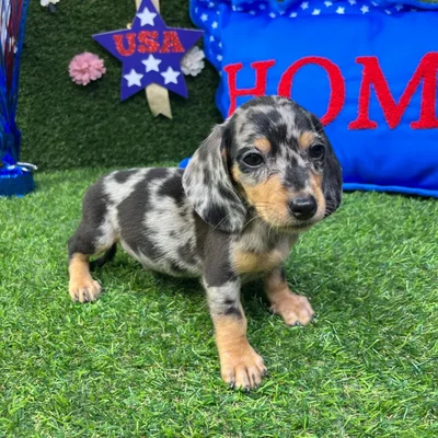 Male Dachshund puppy named Ron for sale at Puppy Dreams - Carrollton.